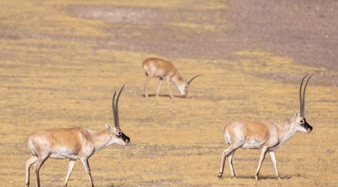 Cina: la Riserva naturale di Changtang ospita oltre 30 specie di animali (2)