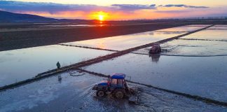 Cina: proseguono le attività agricole primaverili nello Heilongjiang (3)