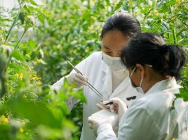 Cina: Shouguang hub chiave per semi e biodiversità (1)