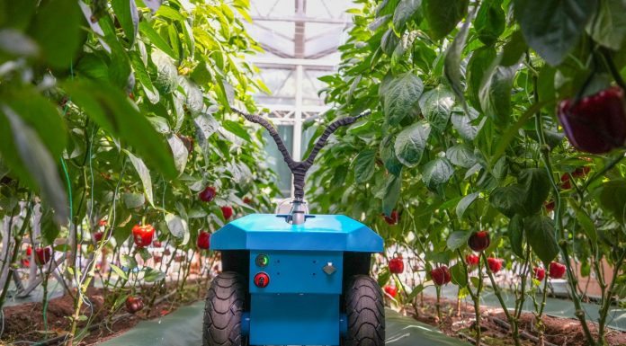 Cina: agricoltura automatizzata all’International Vegetable Science & Technology Expo (2)