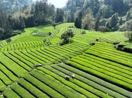 Cina: prosegue raccolta delle foglie di tè nelle regioni centrali (1)