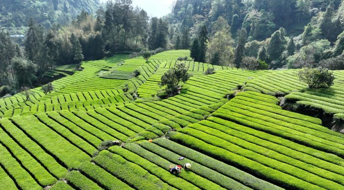 Cina: prosegue raccolta delle foglie di tè nelle regioni centrali (1)