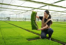 Cina: giovane agricoltrice porta innovazione e competenze nei campi (1)