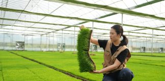 Cina: giovane agricoltrice porta innovazione e competenze nei campi (1)