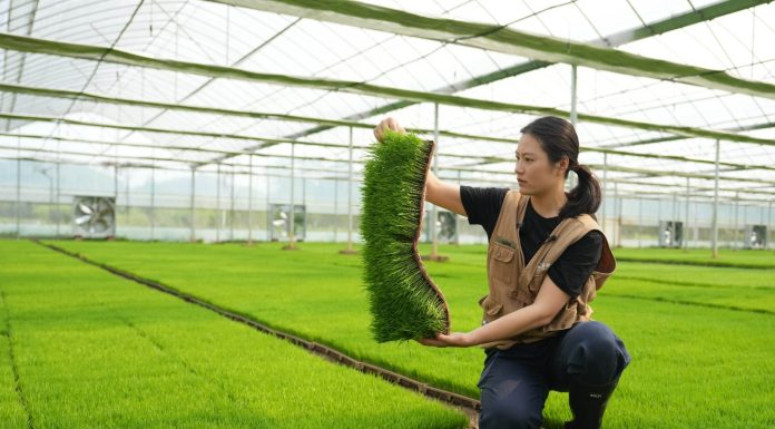 Cina: giovane agricoltrice porta innovazione e competenze nei campi (1)