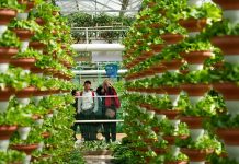 Cina: Shouguang, al via 27esima International Vegetable Science & Technology Expo (1)