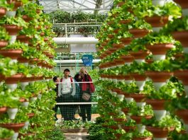 Cina: Shouguang, al via 27esima International Vegetable Science & Technology Expo (1)