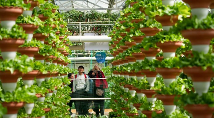 Cina: Shouguang, al via 27esima International Vegetable Science & Technology Expo (1)