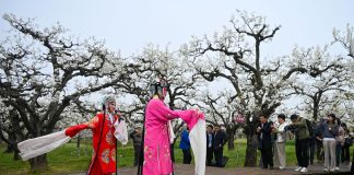 Cina: la fioritura dei peri stimola il turismo nell’Anhui (2)