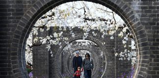 Cina: la fioritura dei peri stimola il turismo nell’Anhui (3)