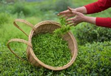 Cina: prosegue raccolta delle foglie di tè nelle regioni centrali (2)