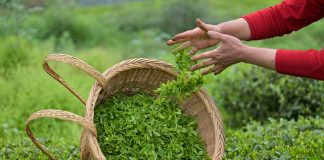 Cina: prosegue raccolta delle foglie di tè nelle regioni centrali (2)