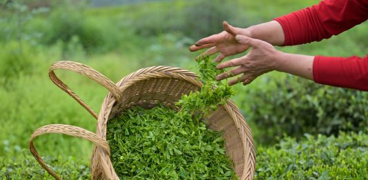 Cina: prosegue raccolta delle foglie di tè nelle regioni centrali (2)