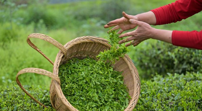 Cina: prosegue raccolta delle foglie di tè nelle regioni centrali (2)
