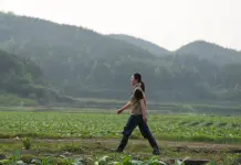 Cina: giovane agricoltrice porta innovazione e competenze nei campi (2)