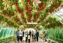 Cina: Shouguang, al via 27esima International Vegetable Science & Technology Expo (2)