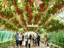 Cina: Shouguang, al via 27esima International Vegetable Science & Technology Expo (2)