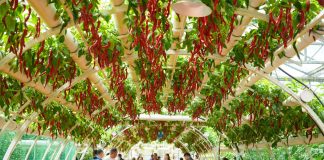 Cina: Shouguang, al via 27esima International Vegetable Science & Technology Expo (2)