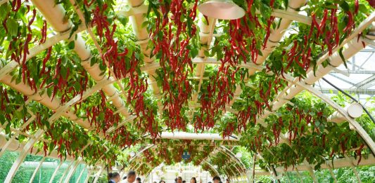Cina: Shouguang, al via 27esima International Vegetable Science & Technology Expo (2)