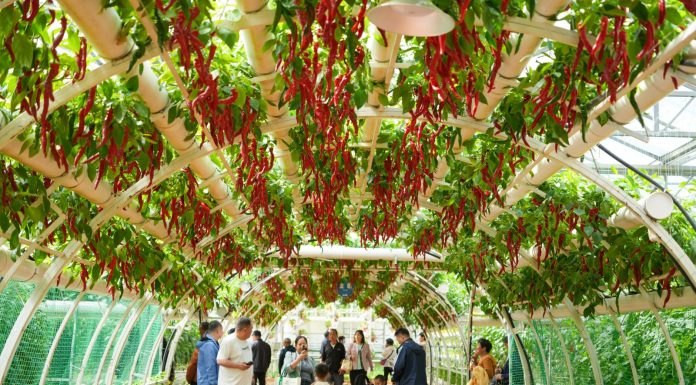 Cina: Shouguang, al via 27esima International Vegetable Science & Technology Expo (2)
