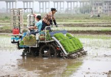 Cina: prosegue raccolta delle foglie di tè nelle regioni centrali (3)