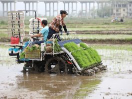 Cina: prosegue raccolta delle foglie di tè nelle regioni centrali (3)
