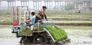 Cina: prosegue raccolta delle foglie di tè nelle regioni centrali (3)