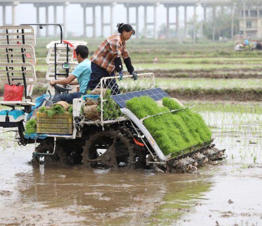 Cina: prosegue raccolta delle foglie di tè nelle regioni centrali (3)
