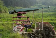 Cina: giovane agricoltrice porta innovazione e competenze nei campi (3)