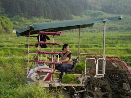 Cina: giovane agricoltrice porta innovazione e competenze nei campi (3)