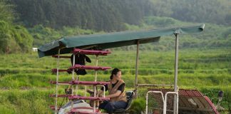 Cina: giovane agricoltrice porta innovazione e competenze nei campi (3)