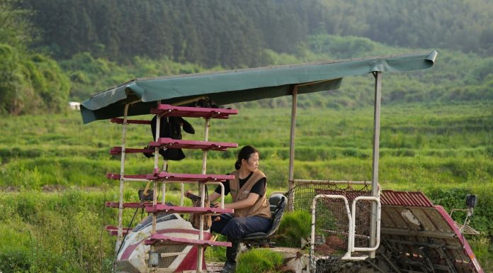 Cina: giovane agricoltrice porta innovazione e competenze nei campi (3)