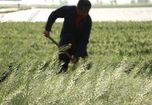 Cina: il 20 aprile ricorre il Guyu, sesto dei 24 termini solari tradizionali (1)