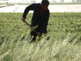 Cina: il 20 aprile ricorre il Guyu, sesto dei 24 termini solari tradizionali (1)