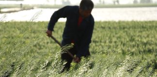 Cina: il 20 aprile ricorre il Guyu, sesto dei 24 termini solari tradizionali (1)