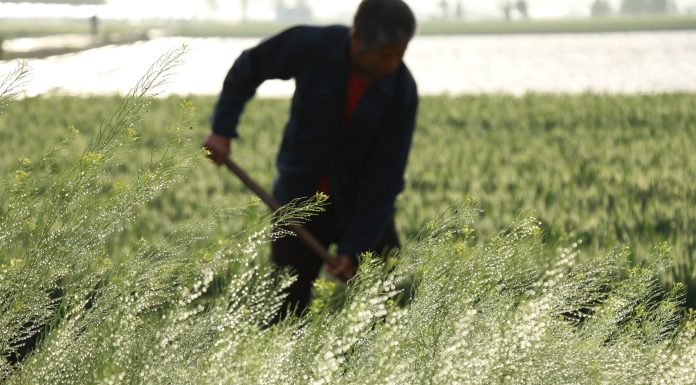 Cina: il 20 aprile ricorre il Guyu, sesto dei 24 termini solari tradizionali (1)