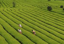 Cina: il 20 aprile ricorre il Guyu, sesto dei 24 termini solari tradizionali (2)