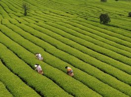 Cina: il 20 aprile ricorre il Guyu, sesto dei 24 termini solari tradizionali (2)