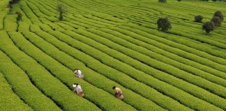 Cina: il 20 aprile ricorre il Guyu, sesto dei 24 termini solari tradizionali (2)