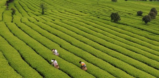 Cina: il 20 aprile ricorre il Guyu, sesto dei 24 termini solari tradizionali (2)