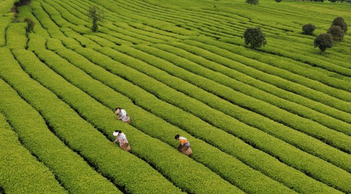 Cina: il 20 aprile ricorre il Guyu, sesto dei 24 termini solari tradizionali (2)