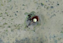 Cina: il 20 aprile ricorre il Guyu, sesto dei 24 termini solari tradizionali (3)