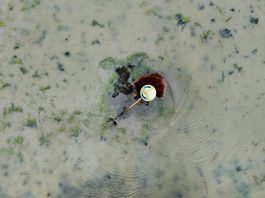 Cina: il 20 aprile ricorre il Guyu, sesto dei 24 termini solari tradizionali (3)