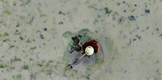 Cina: il 20 aprile ricorre il Guyu, sesto dei 24 termini solari tradizionali (3)