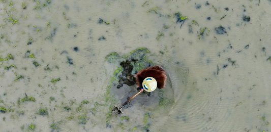 Cina: il 20 aprile ricorre il Guyu, sesto dei 24 termini solari tradizionali (3)