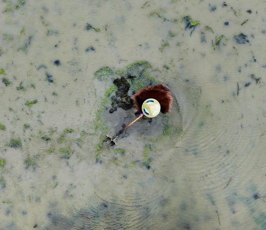 Cina: il 20 aprile ricorre il Guyu, sesto dei 24 termini solari tradizionali (3)