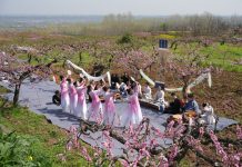 Cina: Xi’an, i fiori di pesco fanno da cornice ad eventi culturali (2)
