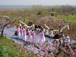 Cina: Xi’an, i fiori di pesco fanno da cornice ad eventi culturali (2)