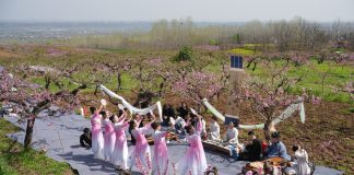 Cina: Xi’an, i fiori di pesco fanno da cornice ad eventi culturali (2)