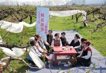 Cina: Xi’an, i fiori di pesco fanno da cornice ad eventi culturali (3)